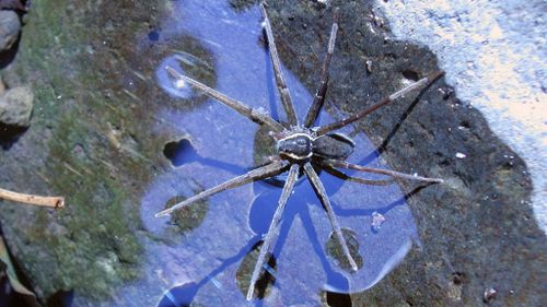 Newly discovered Queensland ‘surfing’ spider can ride waves and eat toads