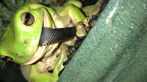 Green tree frog takes on red-bellied black snake in Queensland