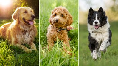 Golden retriever, cavoodle, border collie