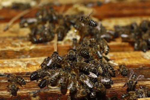 Africanised bees are a hybrid species that are known to be deadly. Picture: AAP