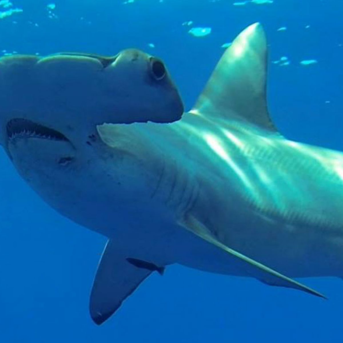 Critically endangered scalloped hammerheads gather in seas off Perth. They  need protection