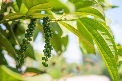 Unripe black pepper - plant with green berries and leaves (Kumily, Kerala, India).