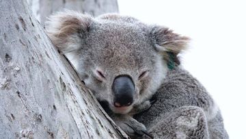 A﻿ much-loved New South Wales koala named Cathie Bravo has died.