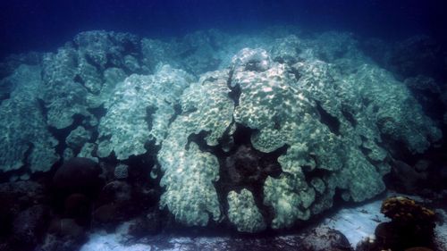 Coral that bleaches won't always die, but there's a higher likelihood of death the longer the heat lasts.