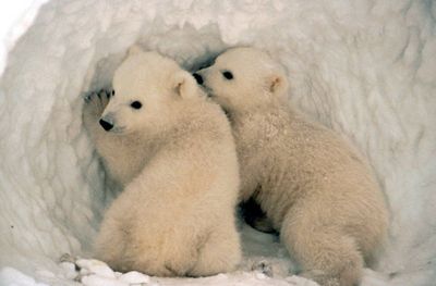 <strong>Twin bears</strong>