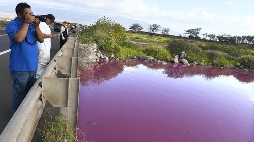 Severino Urubio of Hilo, Hawaii snaps photos of Kealia Pond's pink water at Kealia Pond National Wildlife Refuge in Kihei, Hawaii.