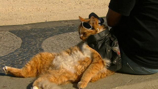 Meet the Brazilian bikie who loves his cat 'more than anything' and takes him for a ride every weekend