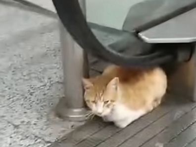 Cat abandoned by owner at Lebanon airport