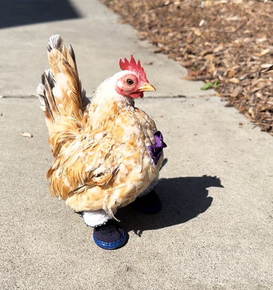 @calliope.nubz.insta chicken that wears shoes