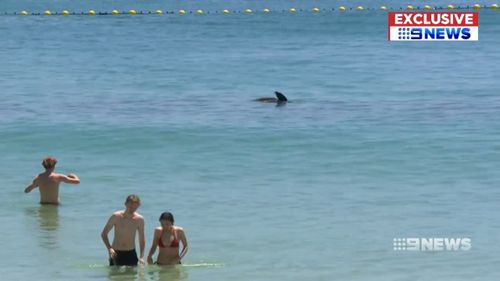 The town is hoping the barrier will bring swimmers back to the iconic beach and boost business along the foreshore. 