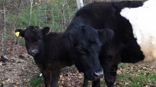 Rescued calf befriends blind cow after its pig best friend dies