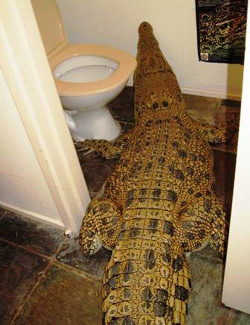 The 2.5m saltwater crocodile Jilfia making her way around the Vicki Lowing's home. (Facebook)