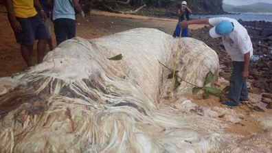 Mystery of hairy sea monster on Filipino beach solved (Gallery)