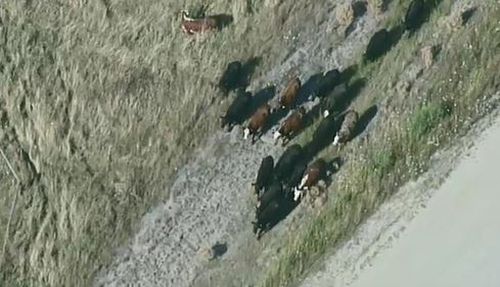 Crews are working to herd cattle into nearby paddocks. 