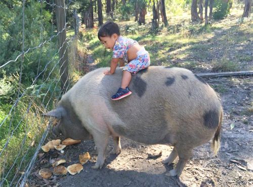 Melbourne toddler’s special bond with pet pig captured in photo