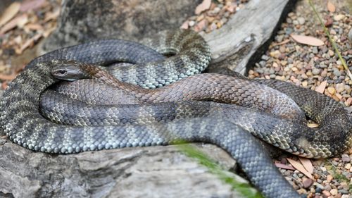 Sightings of venomous snakes, such as tiger snakes, will drop once the weather cools.