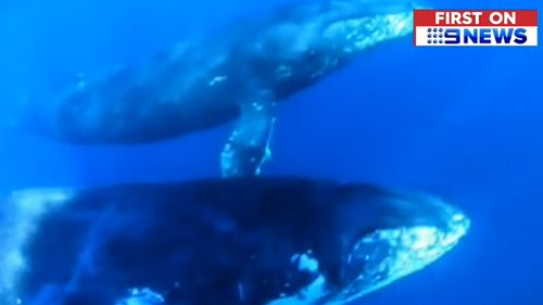 A Gold Coast jet ski rider has come a little too close for comfort to a curious humpback whale near South Stradbroke Island.