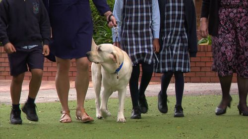 Therapy dog permanently employed at western Sydney school to help ease return to school anxiety.