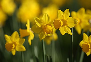 Daffodil Day raises money for which cancer charity?