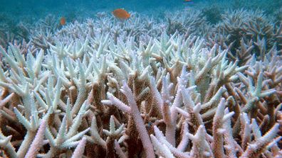 Poor management and human impact is destroying the Great Barrier Reef, scientists say. (AAP)