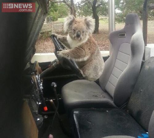 Australian schoolboy finds koala trying to drive a car