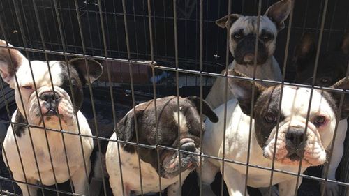 Pets including French Bulldogs, Chihuahuas, Maltese Shih Tzus and Sphynx and Munchkin cats were found at the property (Facebook).