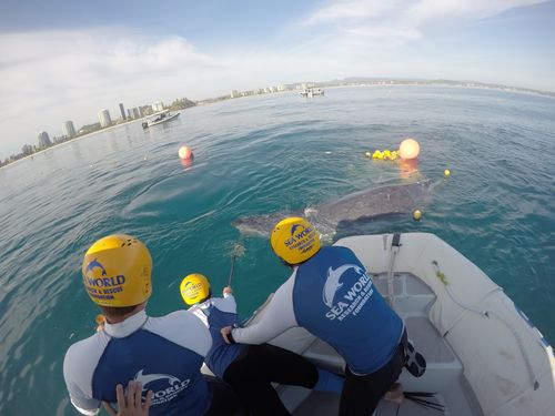 The Seaworld team believed the calf had been stuck in the shark net for a long time