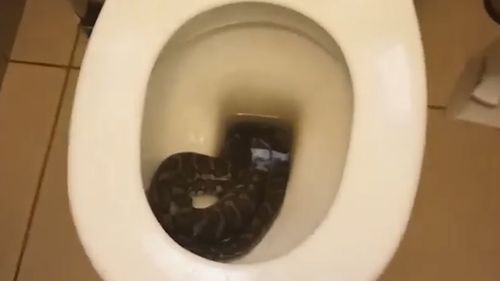 A metre long snake was found in a share-hose toilet in Brisbane.