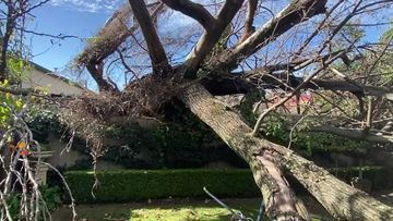 A large tree fell onto a home in the Adelaide suburb of Millswood this morning.