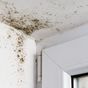 What you need to know about mould and mildew in the home
