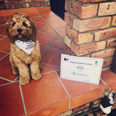 Huxley passed puppy school via Zoom with flying colours.