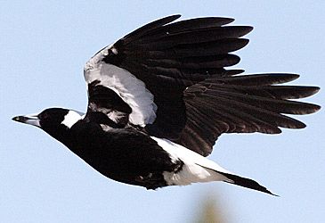 When is Australian magpie "swooping season"?