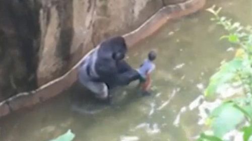 Harambe with the child. (WLWT)