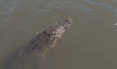 The saltwater crocodile started thrashing as he was brought to the surface. The kind-hearted fisherman battled to free him for over an hour.