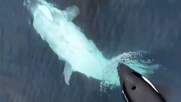 The rare white orca calf was first spotted in 2019. 