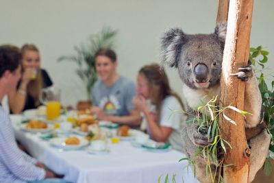 <strong>Have breakfast with a koala</strong>