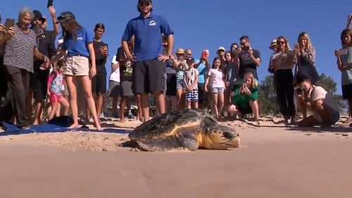 The rescue mission of Yosemite the loggerhead turtle ended on a high today.