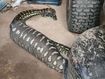 Snake spotted among gym equipment in Gold Coast
