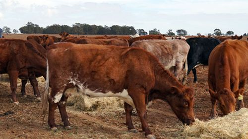 Cattle rustlers on horseback steal 200 cows in outback Queensland