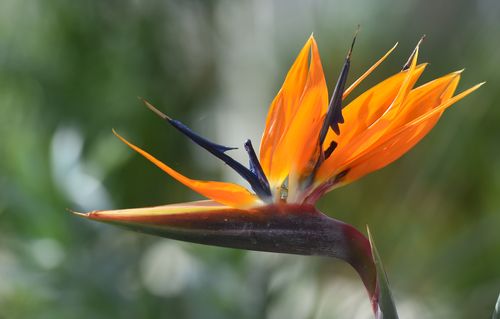 A bird of paradise flower in the newly restored Victorian Temperate House in Kew Gardens. (AAP)