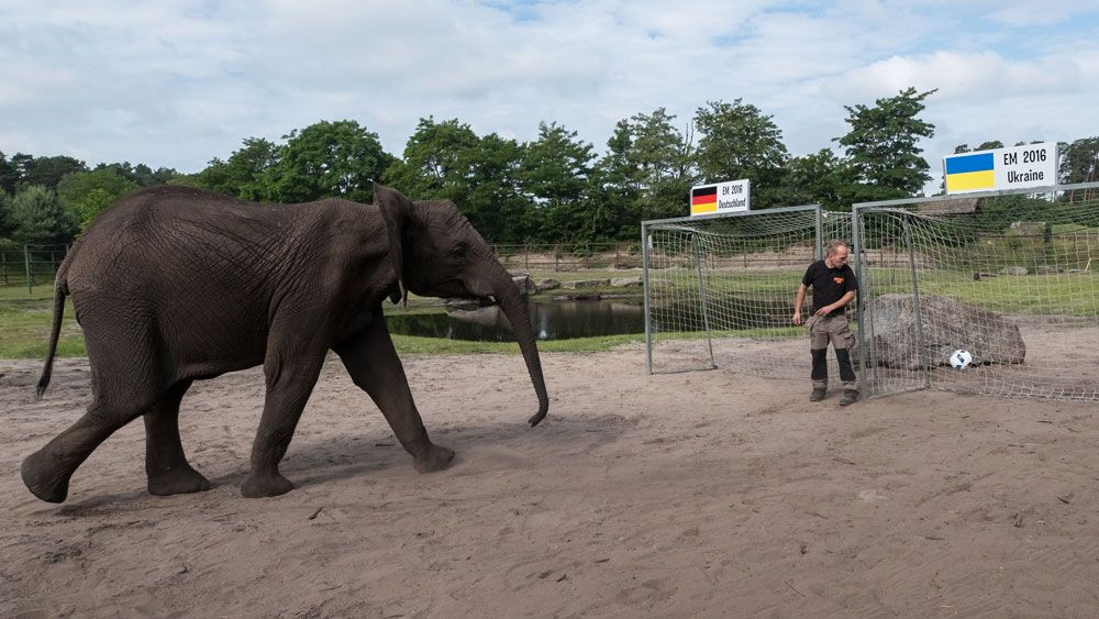 Psychic elephant predicts German win