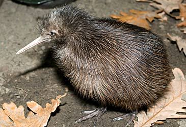 The five species of kiwi are members of which family of birds?