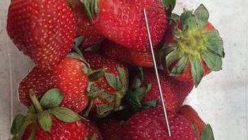 A thin piece of metal seen among a punnet of strawberries. 