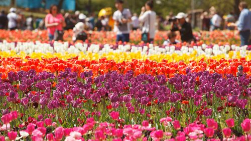 Floriade 2021 in the ACT has been cancelled because of the Delta coronavirus threat.