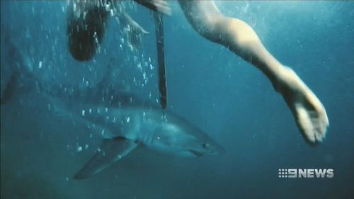 A man has filmed himself swimming alongside a Great White Shark off Sydney’s coast.