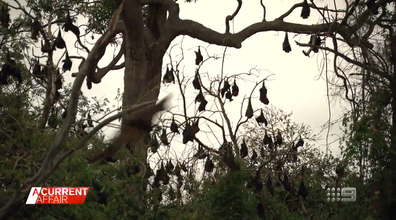 Conservation experts and council say bats are a protected species.