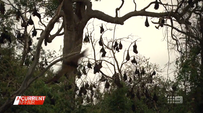 A Current Affair: Sydney residents say their lives are being 'ruined' by  20,000 bats