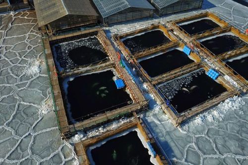 The ice in the pens is allegedly hurting the whales. 