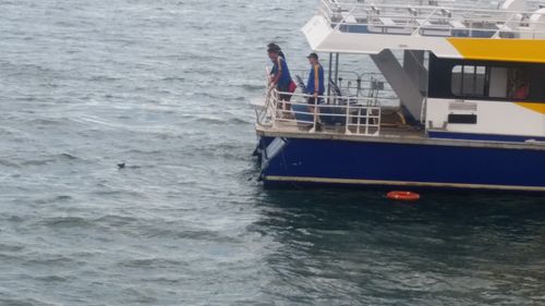 The wallaby struggling in the water 50 metres from Manly Harbour beach. Picture: Christopher Cardwell