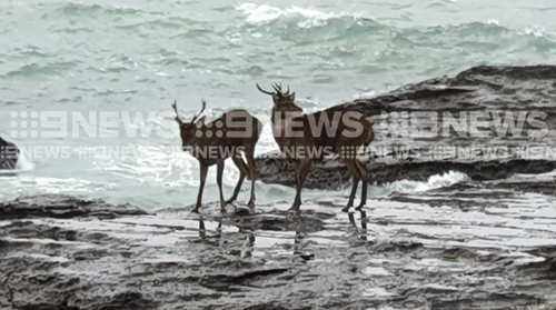 A delicate rescue operation is underway to save two deer who have become stranded on rocks south of Sydney.